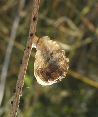 Larva con strano astuccio